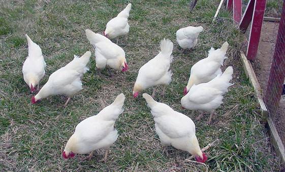 Breeds of laying hens with photos and names 