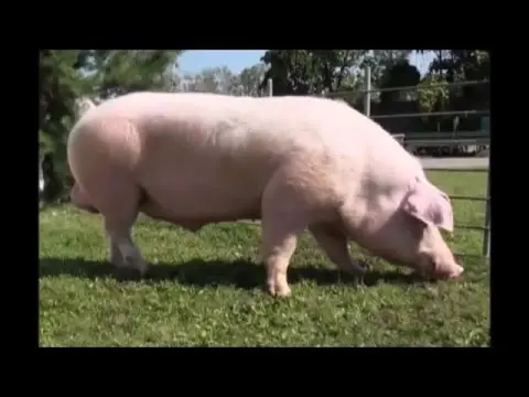 Breeds of meat pigs: productivity 