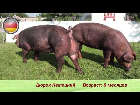 Breeds of meat pigs: productivity 