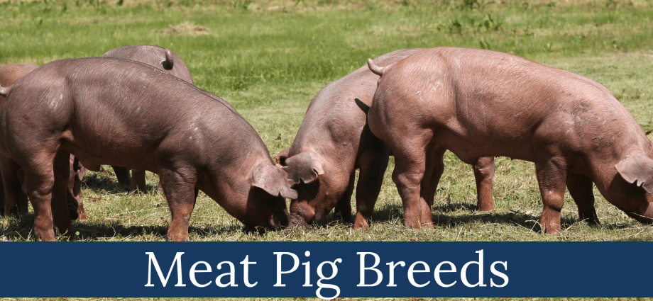 Breeds of meat pigs: productivity 