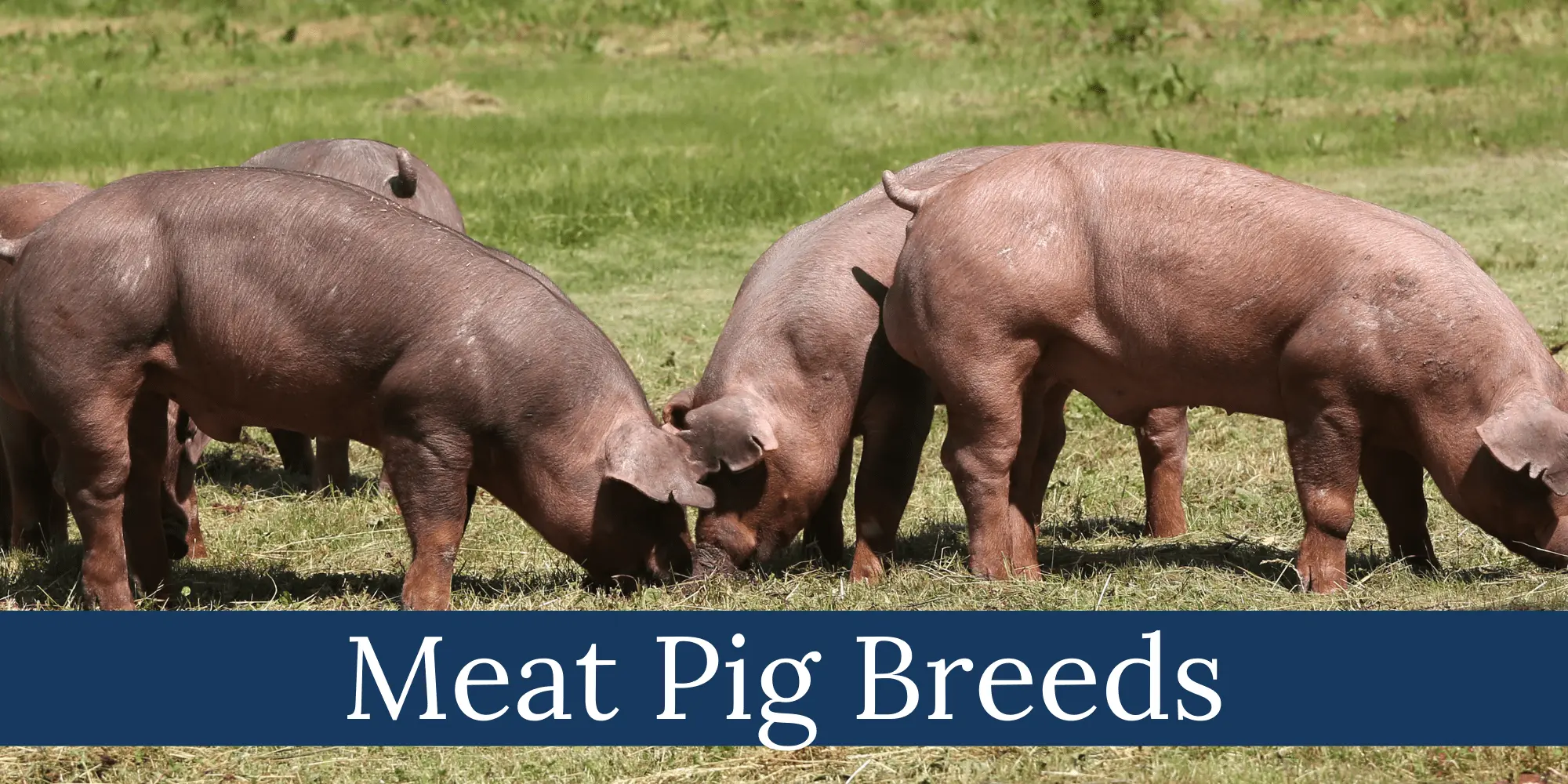 Breeds of meat pigs: productivity 