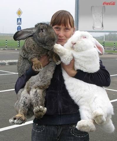 Breeds of rabbits for breeding for meat 