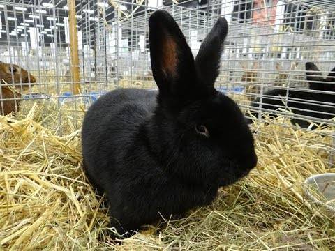 Breeds of rabbits for breeding for meat 