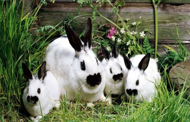 Breeds of rabbits for breeding for meat 