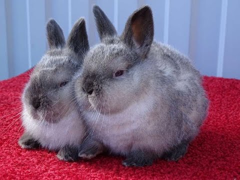 Breeds of rabbits for breeding for meat 