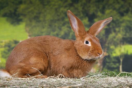 Breeds of rabbits for breeding for meat 