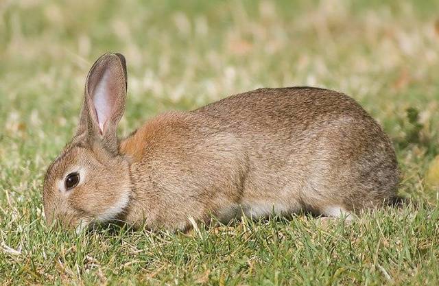 Breeds of rabbits for breeding for meat 