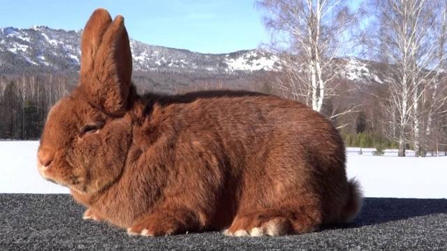 Breeds of rabbits for breeding for meat 