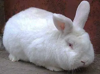 Breeds of rabbits for breeding for meat 