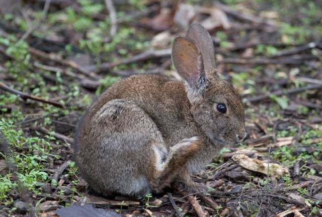 Breeds of rabbits for home breeding: characteristics + photo