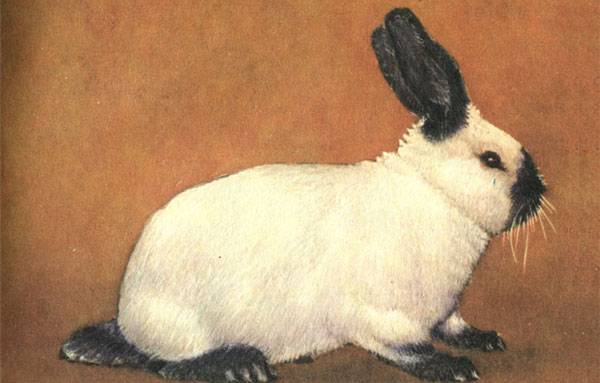 Breeds of rabbits for home breeding: characteristics + photo