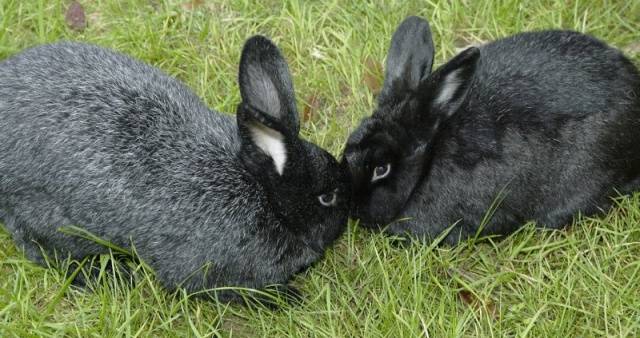 Breeds of rabbits for home breeding: characteristics + photo