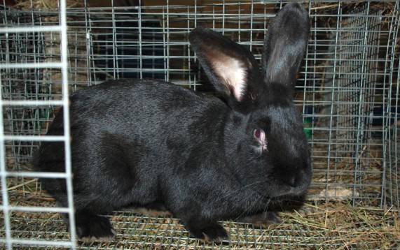 Breeds of rabbits for home breeding: characteristics + photo