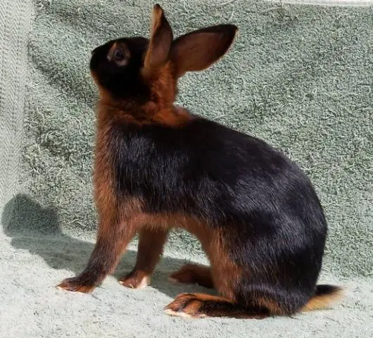 Breeds of rabbits for home breeding: characteristics + photo