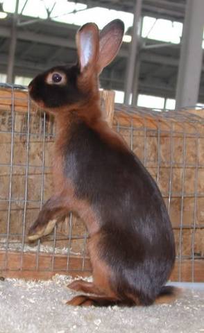 Breeds of rabbits for home breeding: characteristics + photo