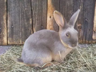 Breeds of rabbits for home breeding: characteristics + photo