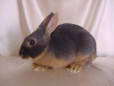 Breeds of rabbits for home breeding: characteristics + photo