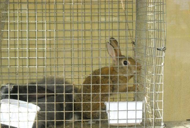 Breeds of rabbits for home breeding: characteristics + photo