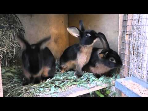 Breeds of rabbits for home breeding: characteristics + photo