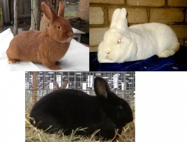 Breeds of rabbits for home breeding: characteristics + photo