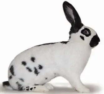 Breeds of rabbits for home breeding: characteristics + photo