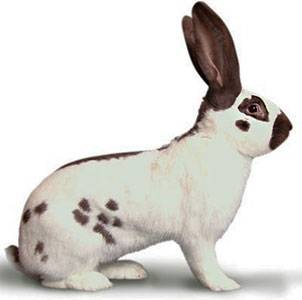 Breeds of rabbits for home breeding: characteristics + photo