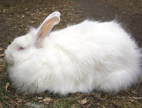 Breeds of rabbits for home breeding: characteristics + photo