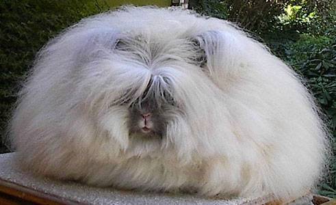 Breeds of rabbits for home breeding: characteristics + photo