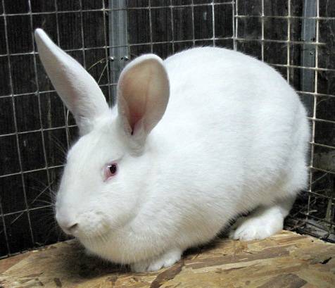 Breeds of rabbits for home breeding: characteristics + photo