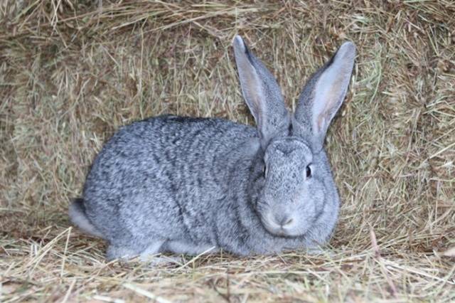 Breeds of rabbits for home breeding: characteristics + photo