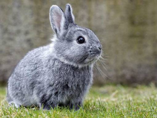 Breeds of rabbits for home breeding: characteristics + photo