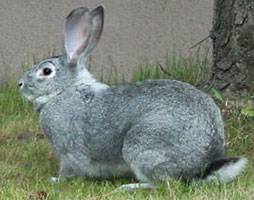 Breeds of rabbits for home breeding: characteristics + photo