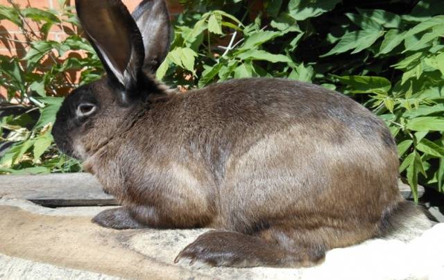 Breeds of rabbits for home breeding: characteristics + photo