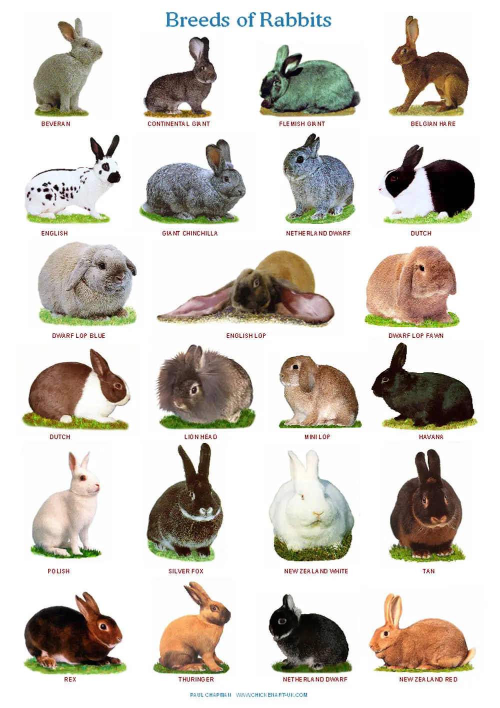 Breeds of rabbits for home breeding: characteristics + photo