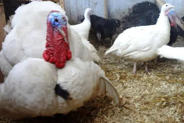 Breeds of turkey broilers