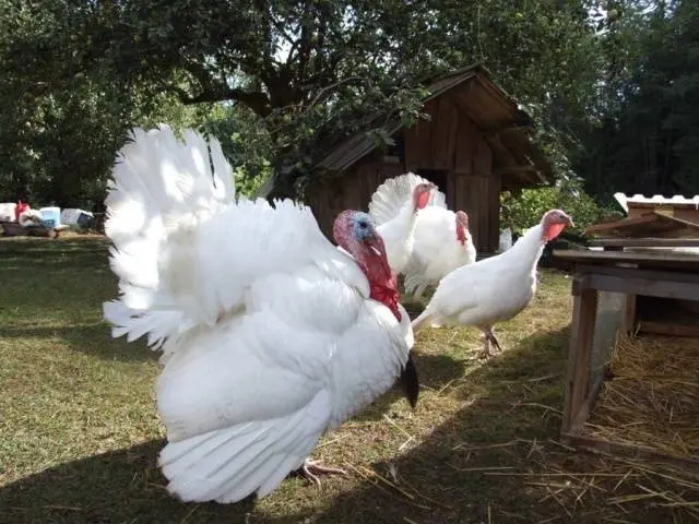 Breeds of turkey broilers