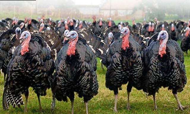 Breeds of turkey broilers