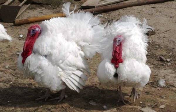 Breeds of turkey broilers