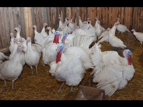 Breeds of turkey broilers