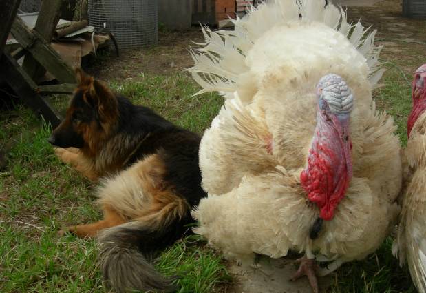 Breeds of turkeys for home breeding + photo