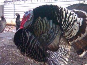 Breeds of turkeys for home breeding + photo