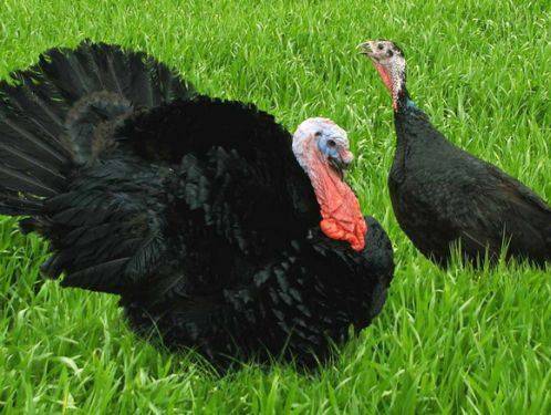 Breeds of turkeys for home breeding + photo