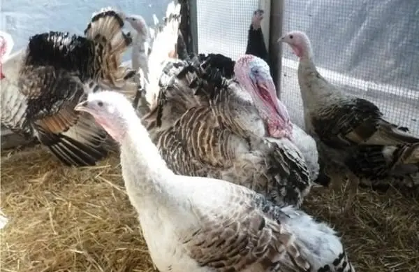 Breeds of turkeys for home breeding + photo