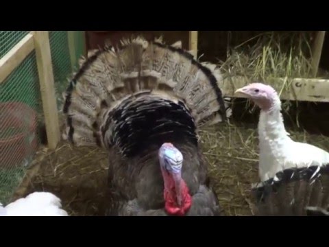 Breeds of turkeys for home breeding + photo