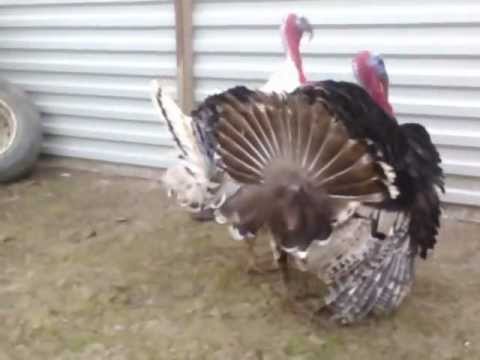 Breeds of turkeys for home breeding + photo