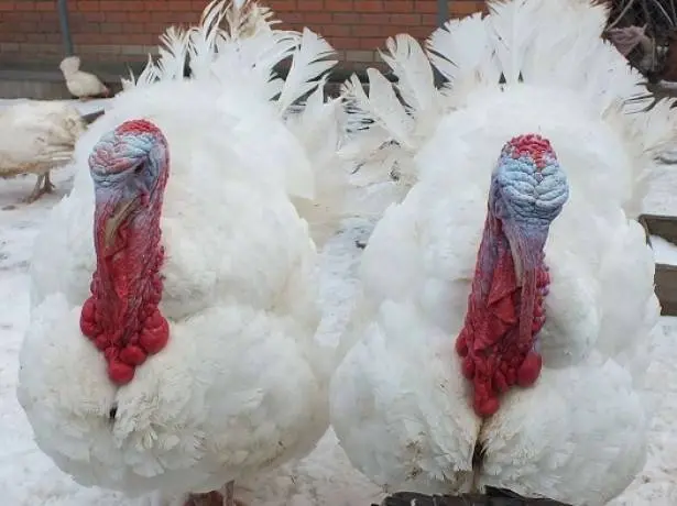 Breeds of turkeys for home breeding + photo