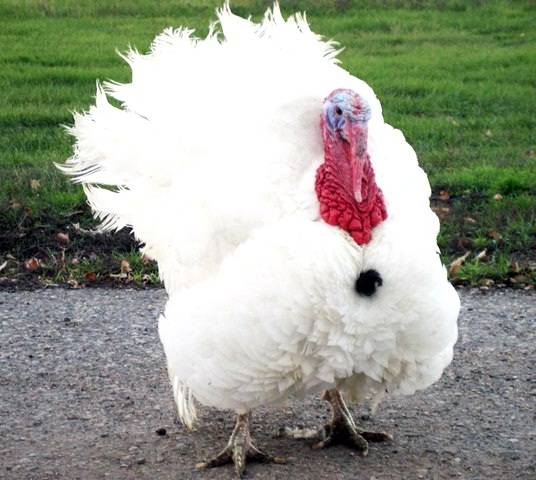 Breeds of turkeys for home breeding + photo