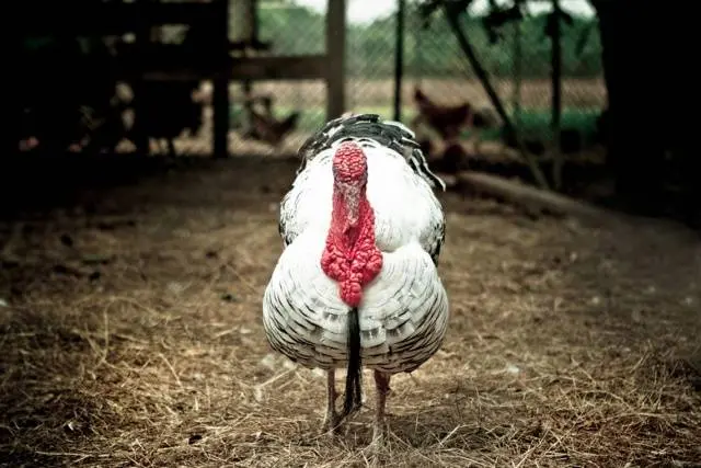 Breeds of turkeys for home breeding + photo