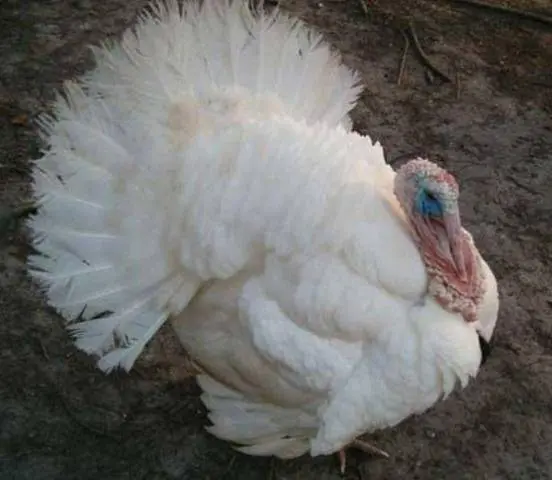 Breeds of turkeys for home breeding + photo