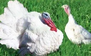 Breeds of turkeys for home breeding + photo